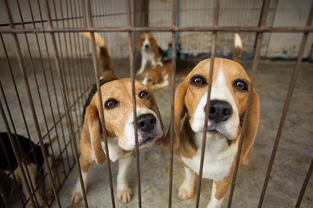 sad beagle dog in cage - 籠子 個照片及圖片檔