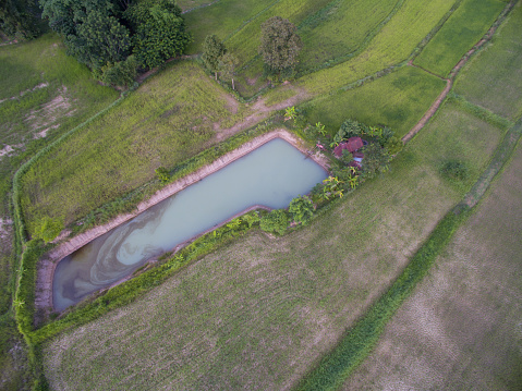 Aerial image Thai rice filed with a cozy hut