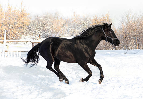 istock Black stallion in gallop over snow 493304678