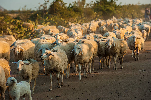 istock Flock of sheep moving in a hill at sunset. 493305072