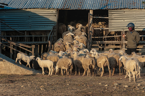 Phan Rang, Vietnam - January 16, 2015: Flock of sheep moving into the barn at sunset following the order of shepherd 