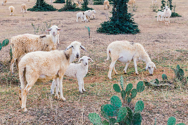 Flock of sheep moving in a hill at sunset.