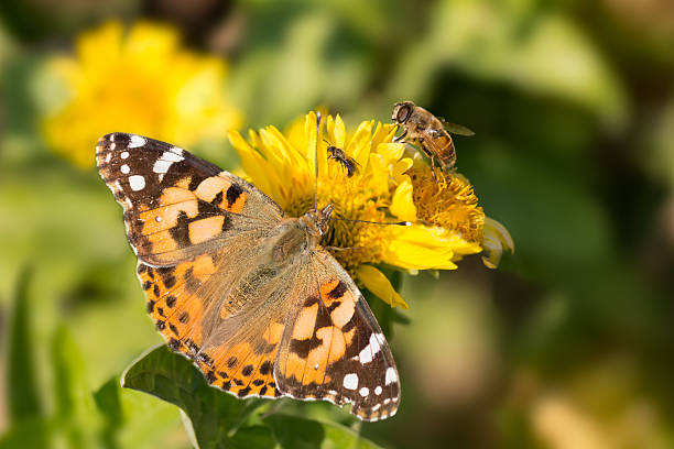 butterfly Vanessa cardui, bee and the fly drink the nectar of yellow flowers