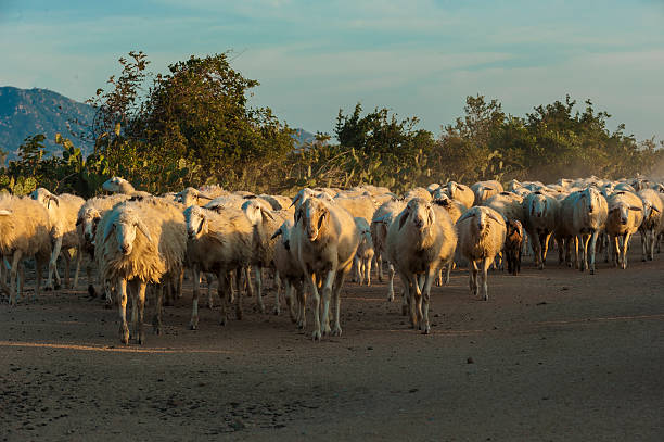 Flock of sheep moving in a hill at sunset.