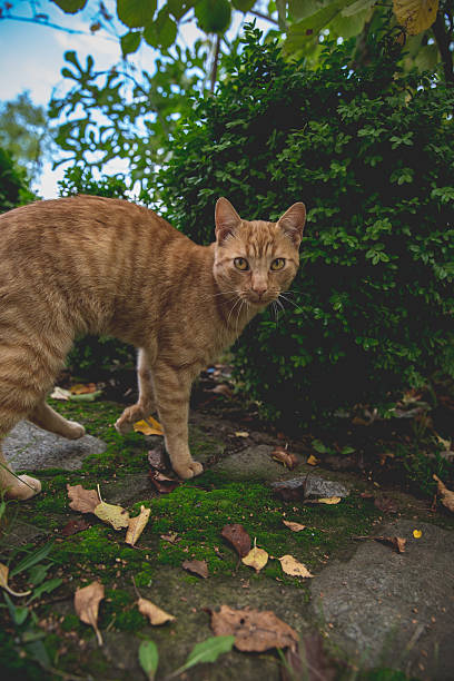 istock Cute cat on country side 493305616