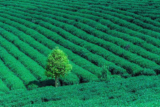 solitario e colorate alberi sulla collina di primavera di tè - tea crop spring japanese culture tea foto e immagini stock