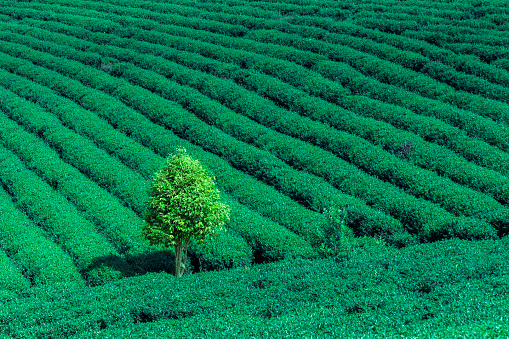 Lonely and colourful trees on tea hill in springtime