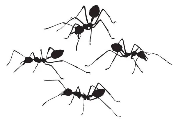 Vector illustration of ants vector