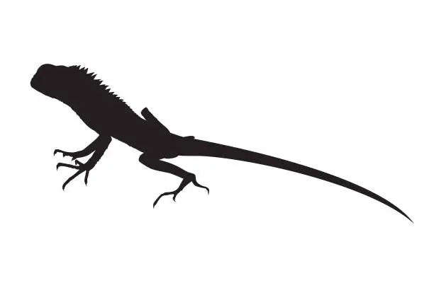 Vector illustration of lizard vector