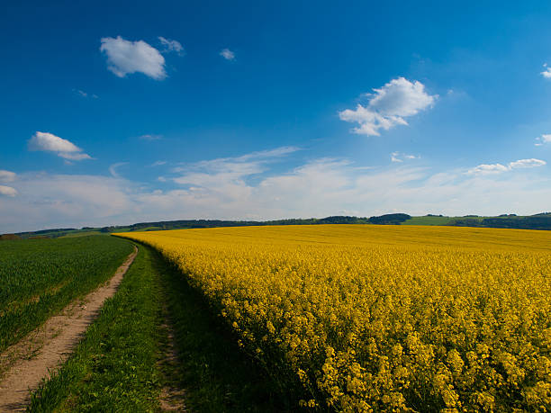 istock Rape plant field and country road on summer day 493307356