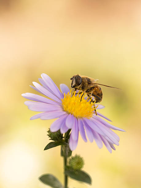 istock closeup honey bee on purple New York aster 493307448
