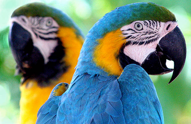 Two Blue and Gold McCaws Fort Lauderdle, Florida - November 19, 2005: Two multicolored Blue and Gold McCaws mccaws stock pictures, royalty-free photos & images