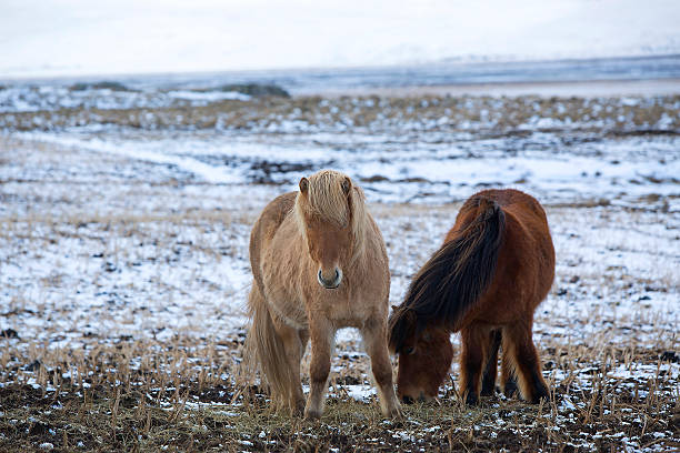 istock Two Icelandic horses in wintertime 493308436