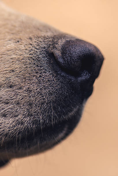 istock Dog nose, labrador retriever 493308562