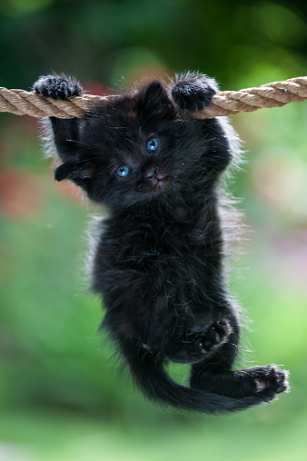 Black kitten is hanging on the rope