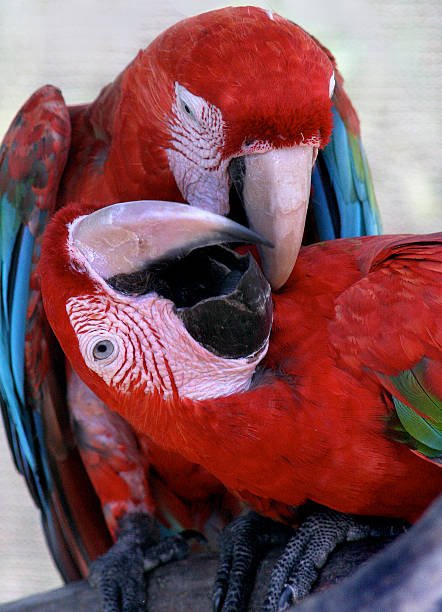 Kissing Scarlet McCaws Fort Lauderdle, Florida - November 19, 2005: Two affectionate red, white, blue and green Scarlet McCaws. mccaws stock pictures, royalty-free photos & images