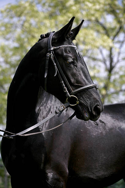 istock Side view portrait of a beautiful black colored stallion 493309138