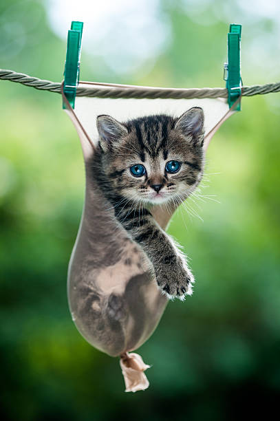 istock Stripy kitten inside a stocking hanging on the rope 493309658