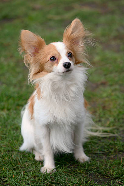 istock Typical Young Papillon dog  in the garden 493309852