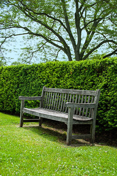 istock Rustic Wooden Bench on a Green Lawn in Summer Garden. 493309880