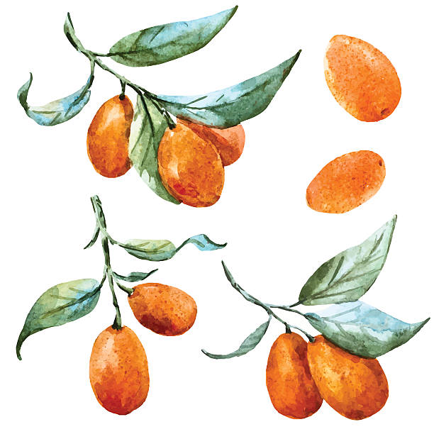 ilustraciones, imágenes clip art, dibujos animados e iconos de stock de acuarela vector tangerine - kumquat