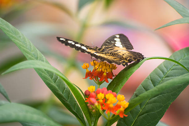 istock Close Up Of A Clipper Butterfly On Some Plants. 493311090