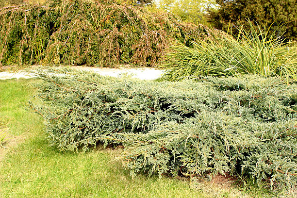 Juniperus horizontalis in the garden Juniperus horizontalis in the autumn garden juniperus horizontalis stock pictures, royalty-free photos & images