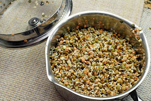 Colorful Lentils Sprouting in a Pan