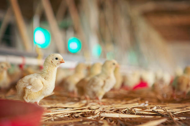 istock Little chicks at the farm 493314832