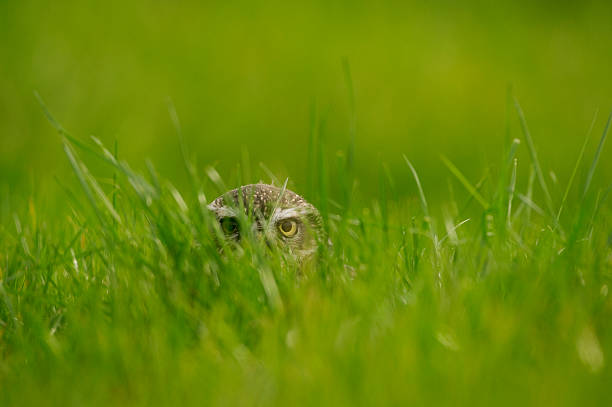 Little Owl (Athene noctua) peeking through grass
