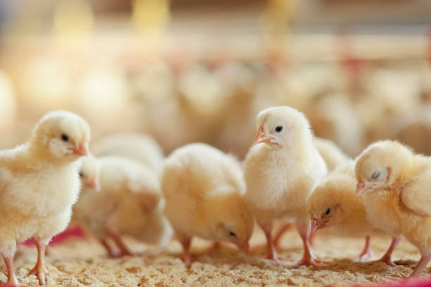 Little chicken feeding at the farm stock photo