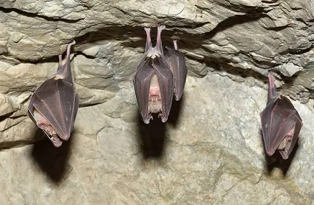 Lesser Horseshoe Bat (Rhinolophus hipposideros) in cave