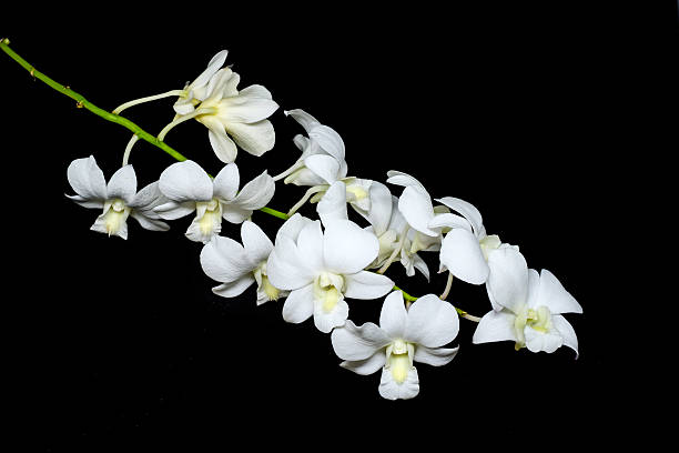 istock Beautiful White orchid isolated on a black background 493316776