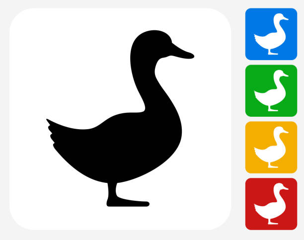 Duck Icon Flat Graphic Design Duck Icon. This 100% royalty free vector illustration features the main icon pictured in black inside a white square. The alternative color options in blue, green, yellow and red are on the right of the icon and are arranged in a vertical column. duck stock illustrations