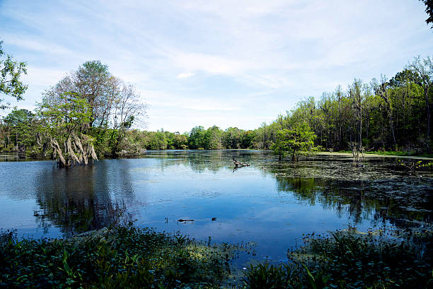 istock South Carolina swamp 493319541