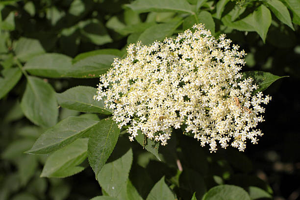 istock Creamy white elderflower Sambucus nigra and leaves 493319901