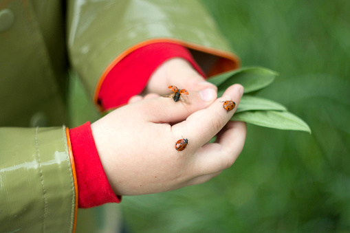ladybug on a children's palm