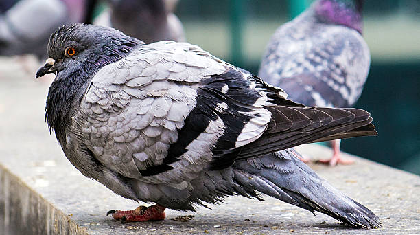 istock Close up of Pigeon 493320097