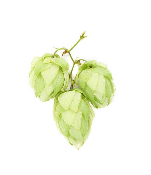 istock Hop flower green petals. 493320259