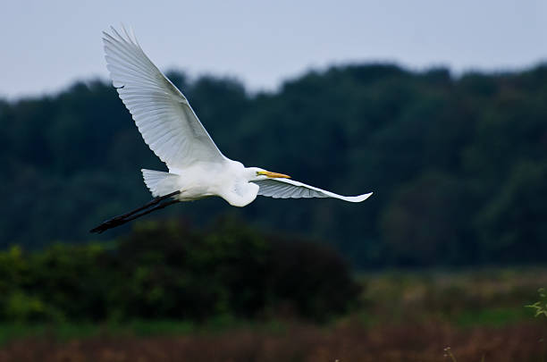 istock Great Egret Flying Across the Marsh 493320463