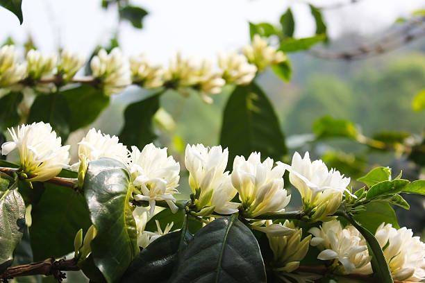 istock Coffee tree blossom with white color flower close-up. 493321433