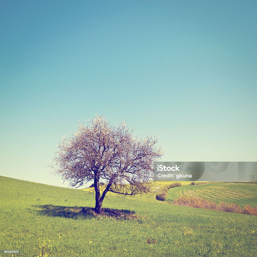 Drzewo kwitnące - Zbiór zdjęć royalty-free (Bez ludzi)