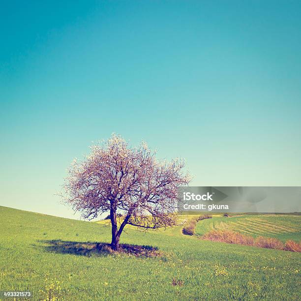 Drzewo Kwitnące - zdjęcia stockowe i więcej obrazów Bez ludzi - Bez ludzi, Chmura, Drzewo