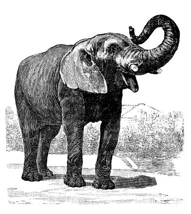 Antique illustration of African Elephant