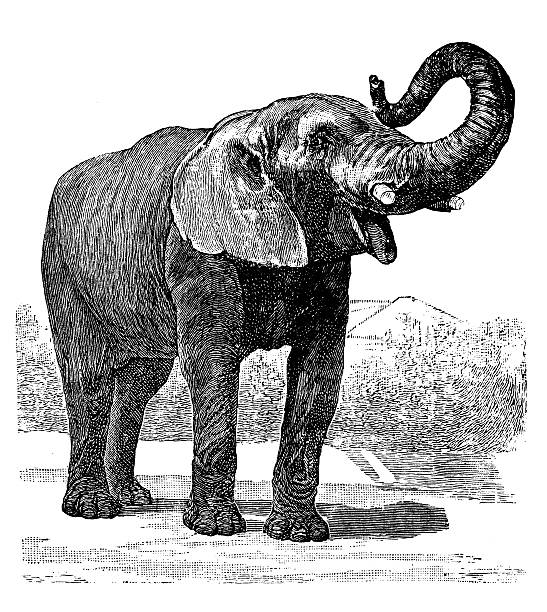 Antique illustration of African Elephant Antique illustration of African Elephant africa antique old fashioned engraving stock illustrations