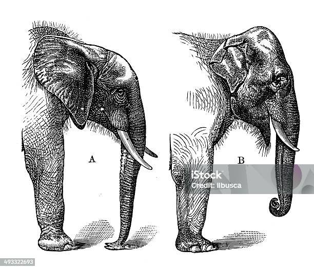 Antique Illustration Of African And Indian Elephant Stock Illustration - Download Image Now