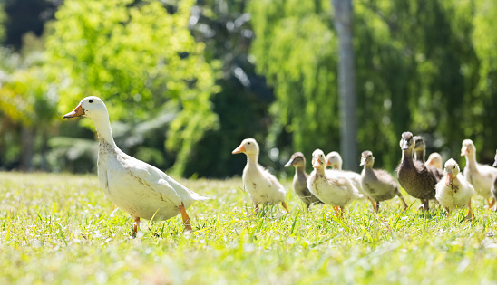 Flock of ducks in park