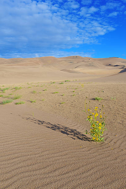 istock Sand Dunes and shadows in a Desert Landscape 493323449