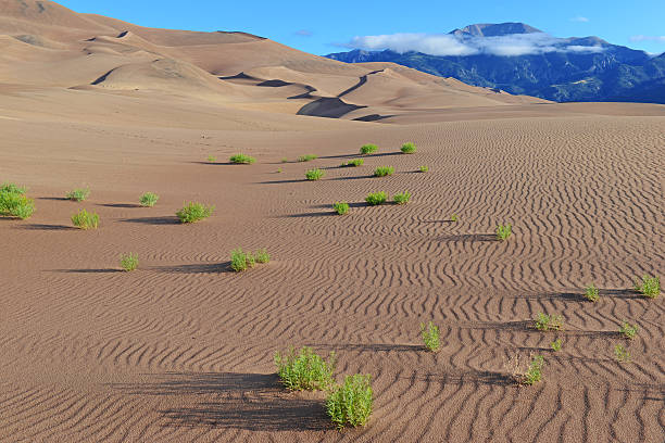istock Sand Dunes and shadows in a Desert Landscape 493323453
