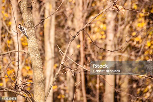 Foto de Picoides Pubescens e mais fotos de stock de Bosque - Floresta - Bosque - Floresta, Distante, Exterior